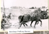 Barclay's Horse-pulling Competition  